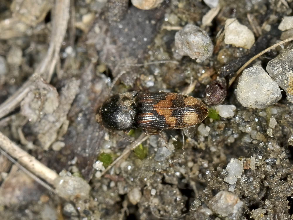 Drasterius bimaculatus (Elateridae)
